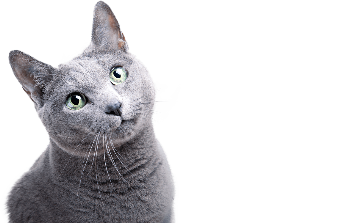 A gray cat with green eyes looks up and slightly to the side, sitting against a plain white background—perfect for a vet or veterinarian promotional image.