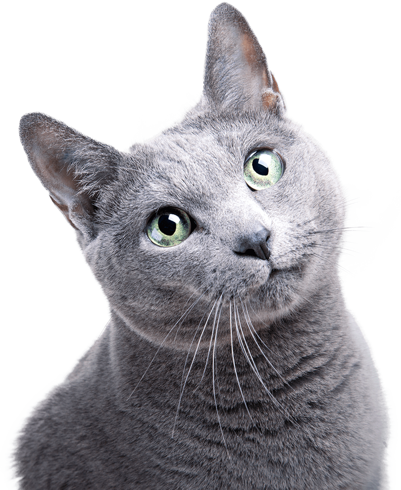 A close-up of a gray cat with green eyes looking curiously at the camera, its head slightly tilted to one side, as if awaiting a checkup from the veterinarian, against a plain white background.