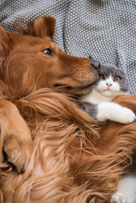 A fluffy golden retriever cuddles closely with a gray and white cat on a cozy blanket. The dog gently rests its head on the cat, while the cat looks up with wide, curious eyes—like best friends after a caring visit to the veterinarian.